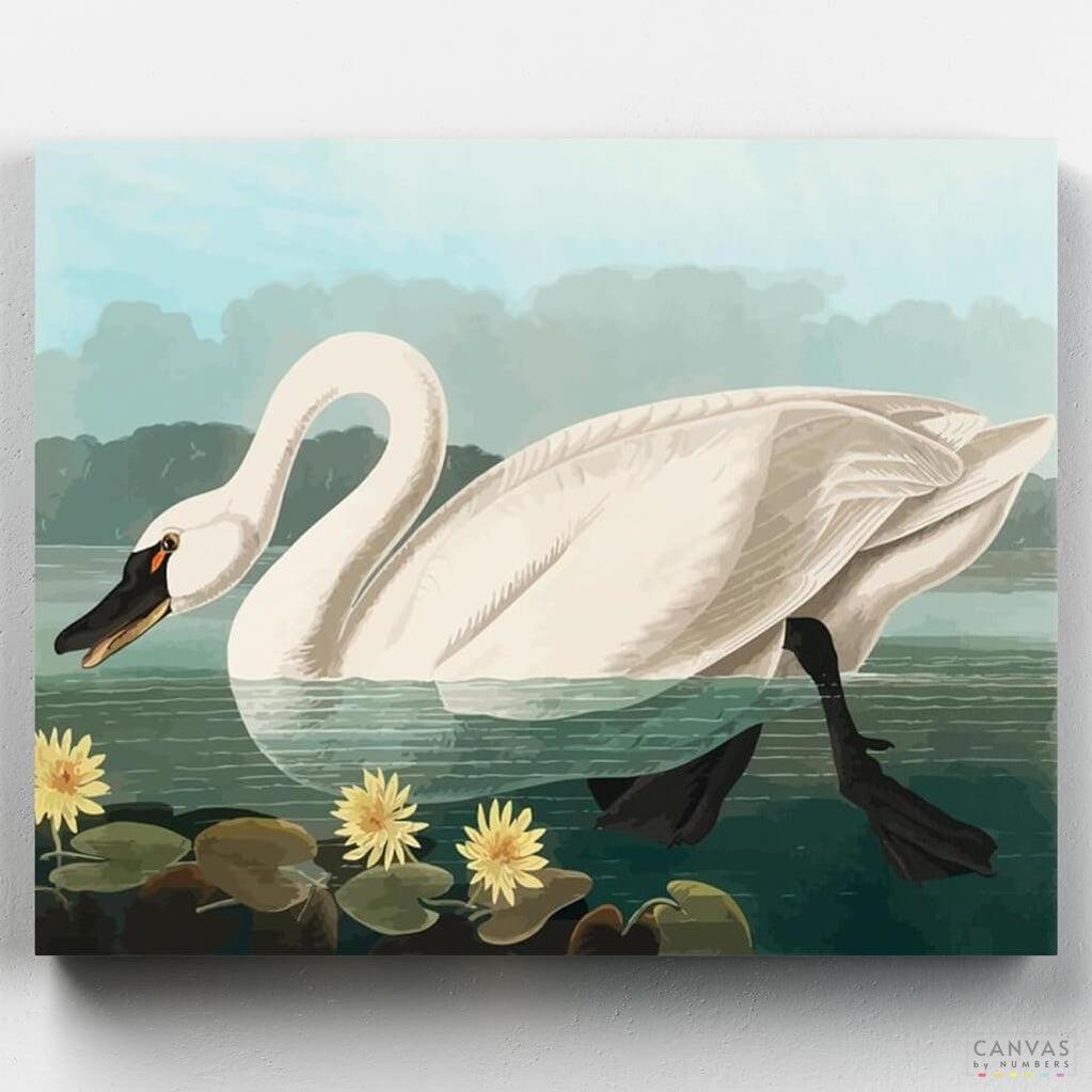 Cisne Americano Común - Pintar por Números- Pintar por Números- Canvas by Numbers