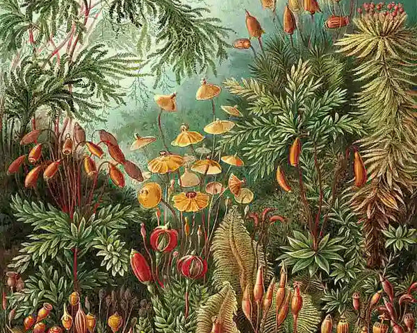 Botánico del Bosque de Hongos | Ernst Haeckel
